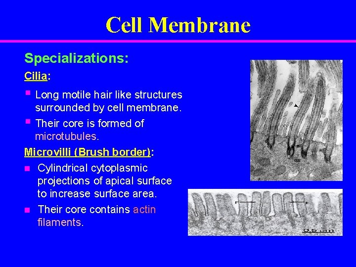 Cell Membrane Specializations: Cilia: § Long motile hair like structures surrounded by cell membrane.