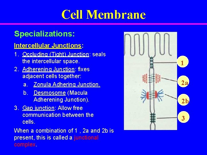 Cell Membrane Specializations: Intercellular Junctions: 1. Occluding (Tight) Junction: seals the intercellular space. 2.