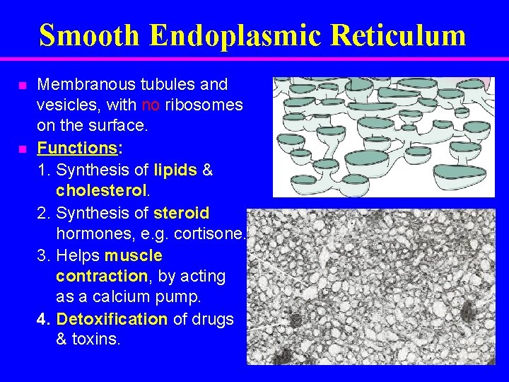 Smooth Endoplasmic Reticulum n n Membranous tubules and vesicles, with no ribosomes on the