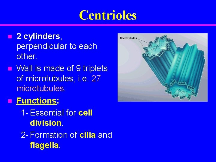 Centrioles n n n 2 cylinders, perpendicular to each other. Wall is made of