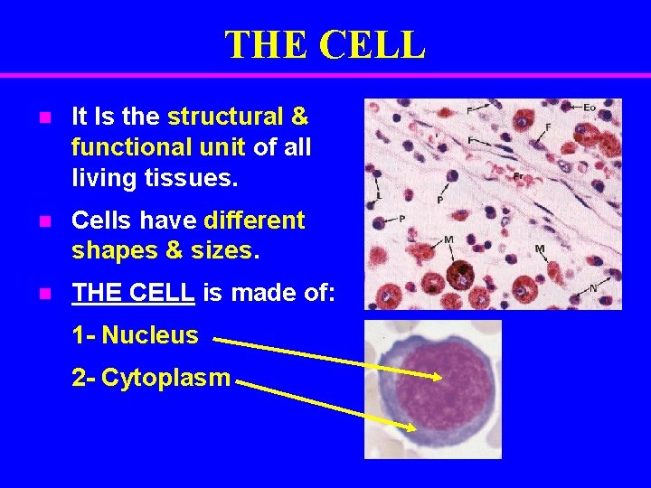 THE CELL n It Is the structural & functional unit of all living tissues.