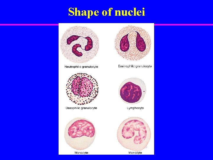 Shape of nuclei 