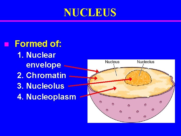 NUCLEUS n Formed of: 1. Nuclear envelope 2. Chromatin 3. Nucleolus 4. Nucleoplasm 