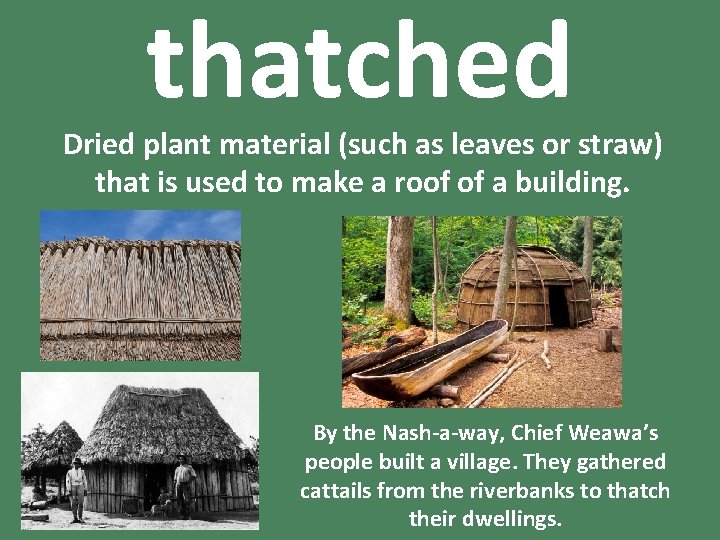 thatched Dried plant material (such as leaves or straw) that is used to make