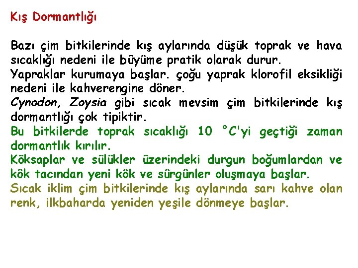 Kış Dormantlığı Bazı çim bitkilerinde kış aylarında düşük toprak ve hava sıcaklığı nedeni ile