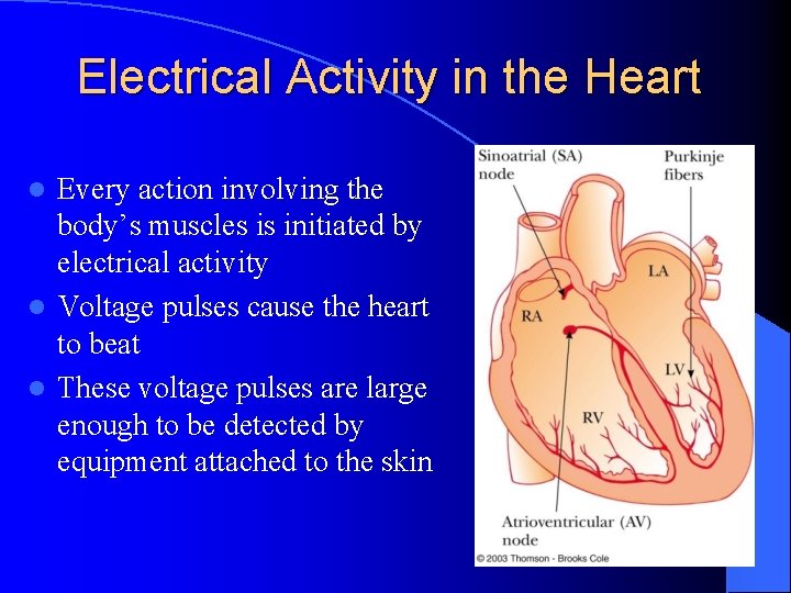 Electrical Activity in the Heart Every action involving the body’s muscles is initiated by