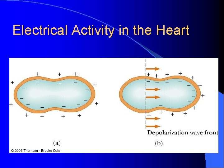 Electrical Activity in the Heart 