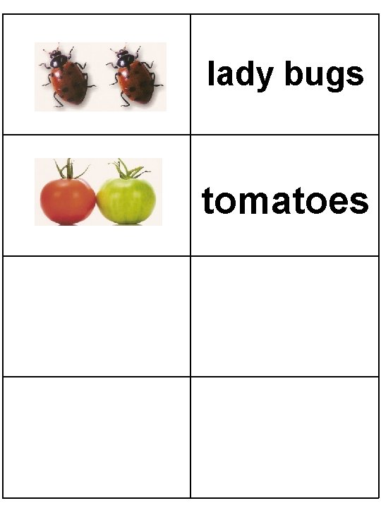 lady bugs tomatoes 