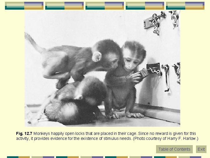 Fig. 12. 7 Monkeys happily open locks that are placed in their cage. Since