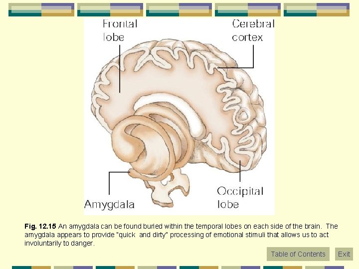 Fig. 12. 15 An amygdala can be found buried within the temporal lobes on