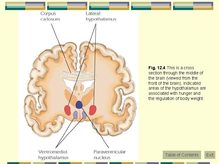 Fig. 12. 4 This is a cross section through the middle of the brain