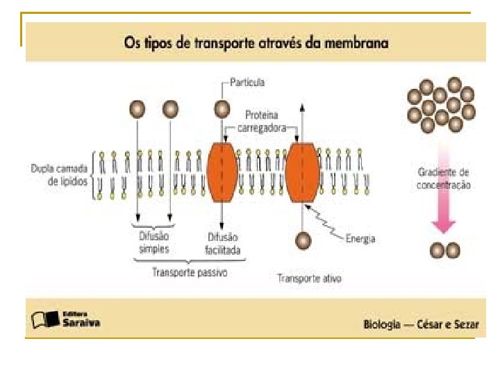 Transporte de Substncias atravs da Membrana Celular Profa