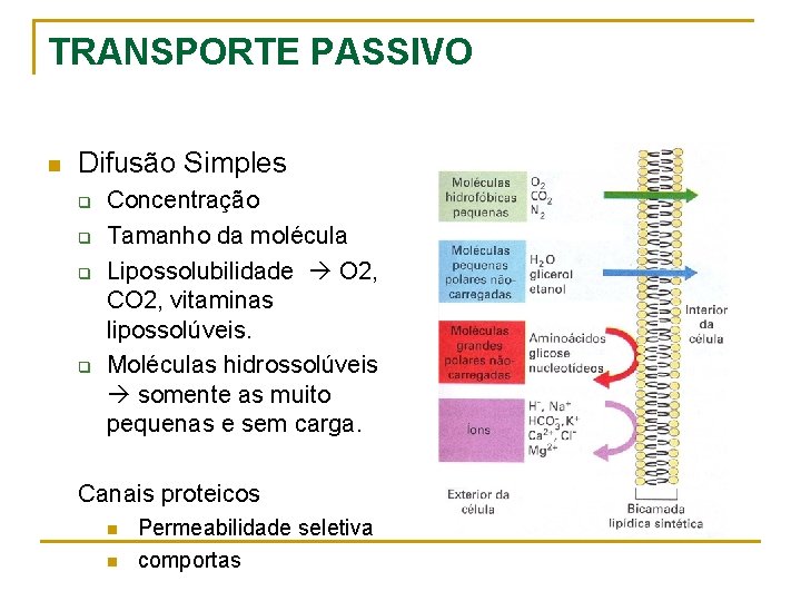 TRANSPORTE PASSIVO n Difusão Simples q q Concentração Tamanho da molécula Lipossolubilidade O 2,