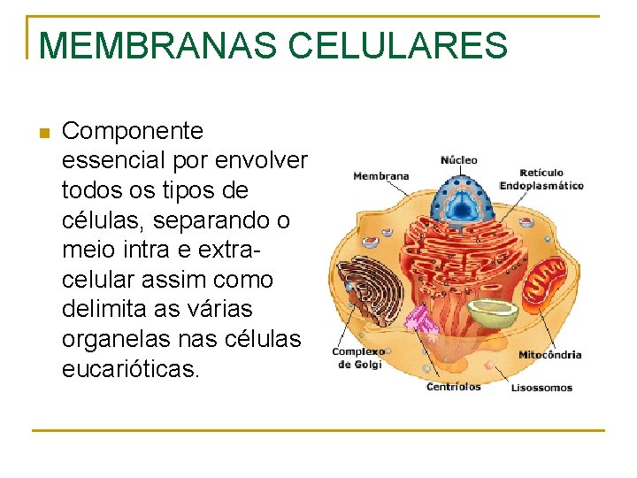 MEMBRANAS CELULARES n Componente essencial por envolver todos os tipos de células, separando o