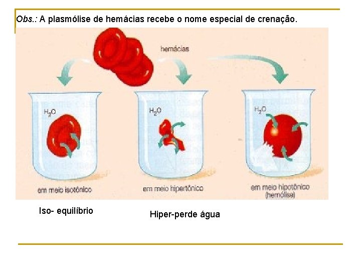 Obs. : A plasmólise de hemácias recebe o nome especial de crenação. Iso- equilíbrio