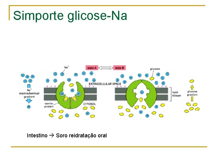 Simporte glicose-Na Intestino Soro reidratação oral 