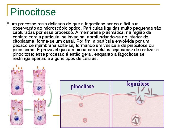 Pinocitose É um processo mais delicado do que a fagocitose sendo difícil sua observação