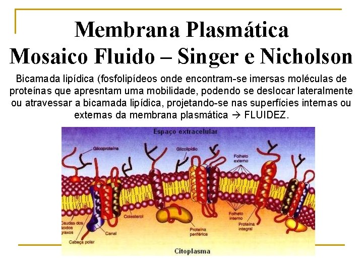 Membrana Plasmática Mosaico Fluido – Singer e Nicholson Bicamada lipídica (fosfolipídeos onde encontram-se imersas