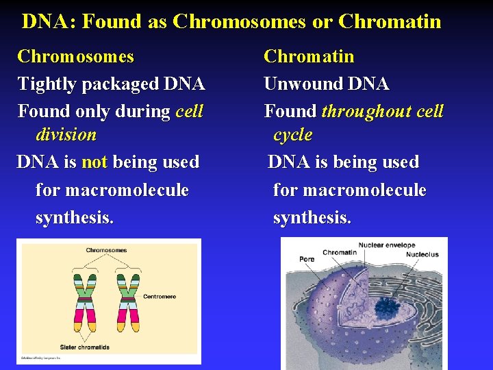 DNA: Found as Chromosomes or Chromatin Chromosomes Tightly packaged DNA Found only during cell