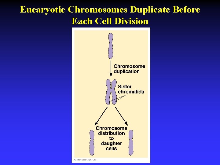 Eucaryotic Chromosomes Duplicate Before Each Cell Division 