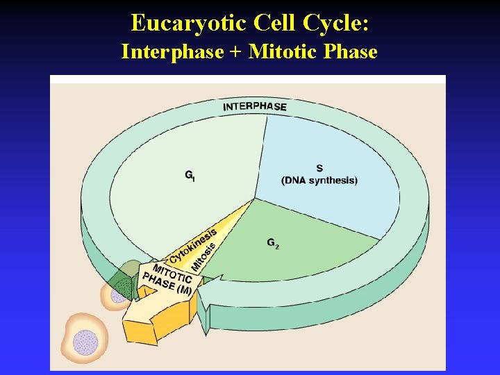 Eucaryotic Cell Cycle: Interphase + Mitotic Phase 