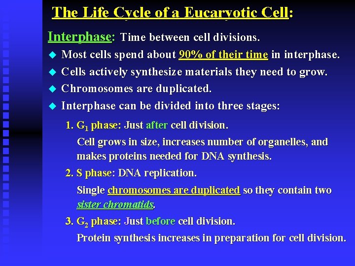 The Life Cycle of a Eucaryotic Cell: Interphase: Time between cell divisions. u u