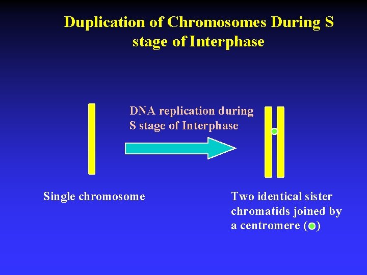 Duplication of Chromosomes During S stage of Interphase DNA replication during S stage of