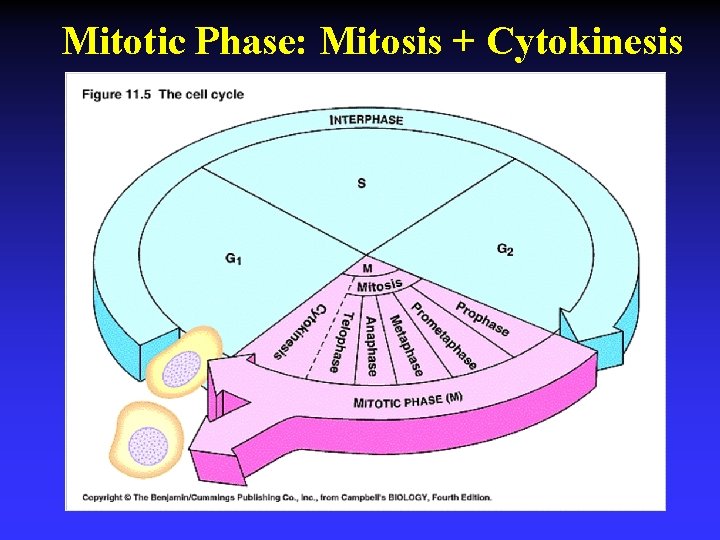 Mitotic Phase: Mitosis + Cytokinesis 