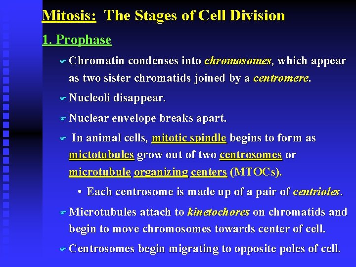 Mitosis: The Stages of Cell Division 1. Prophase F Chromatin condenses into chromosomes, which