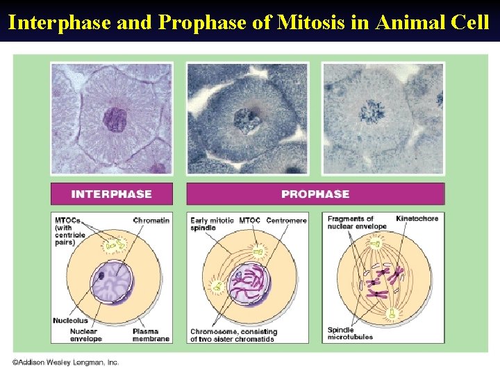 Interphase and Prophase of Mitosis in Animal Cell 