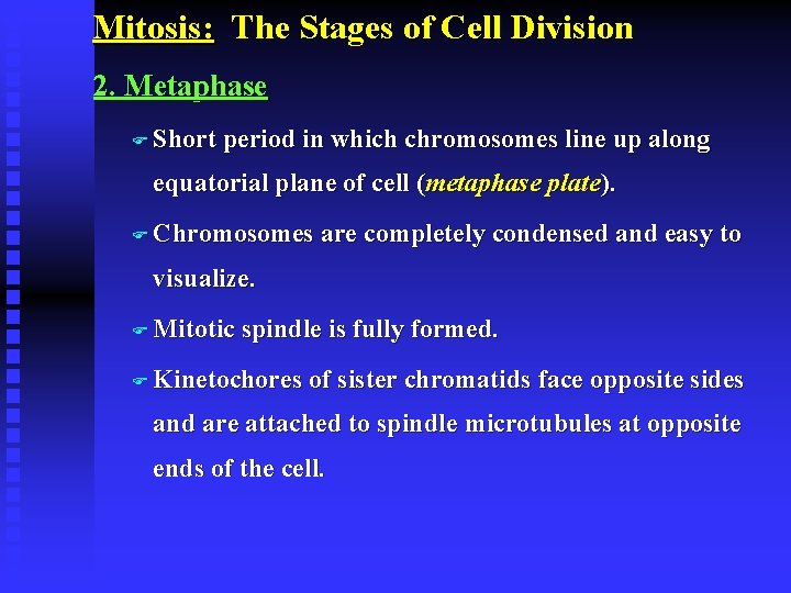 Mitosis: The Stages of Cell Division 2. Metaphase F Short period in which chromosomes