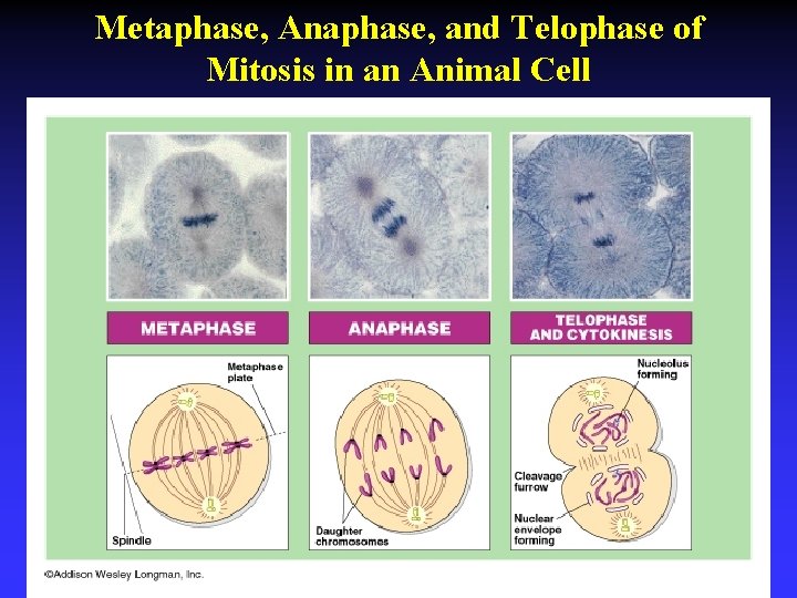 Metaphase, Anaphase, and Telophase of Mitosis in an Animal Cell 