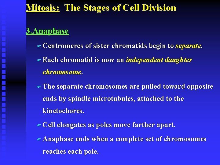 Mitosis: The Stages of Cell Division 3. Anaphase F Centromeres F Each of sister