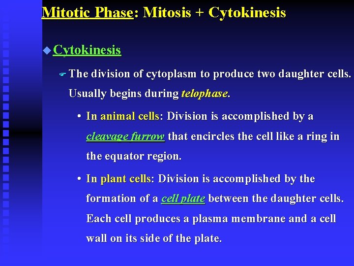 Mitotic Phase: Mitosis + Cytokinesis u Cytokinesis F The division of cytoplasm to produce