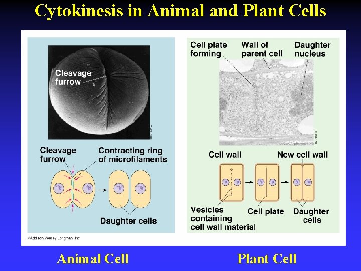Cytokinesis in Animal and Plant Cells Animal Cell Plant Cell 