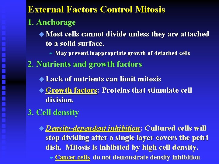 External Factors Control Mitosis 1. Anchorage u Most cells cannot divide unless they are