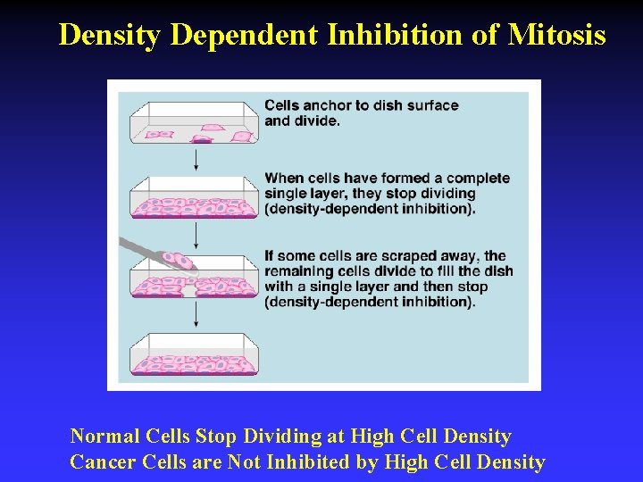 Density Dependent Inhibition of Mitosis Normal Cells Stop Dividing at High Cell Density Cancer