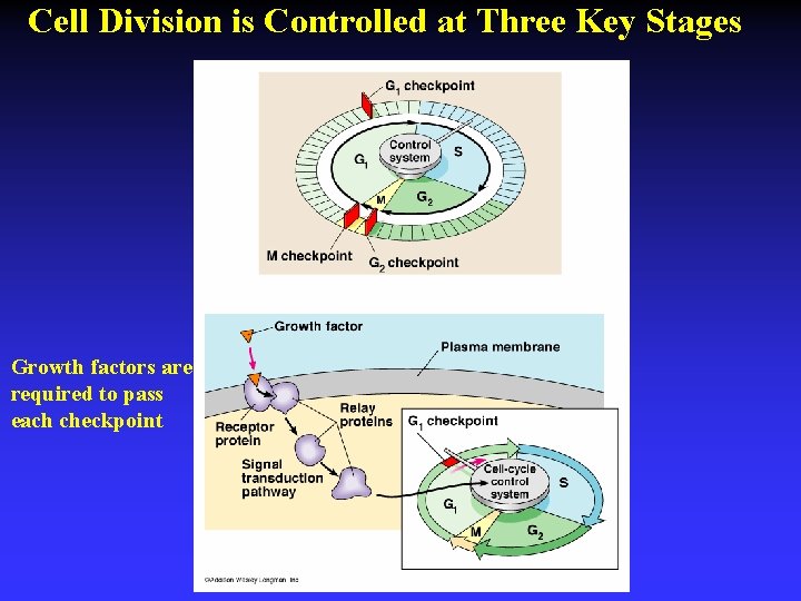 Cell Division is Controlled at Three Key Stages Growth factors are required to pass