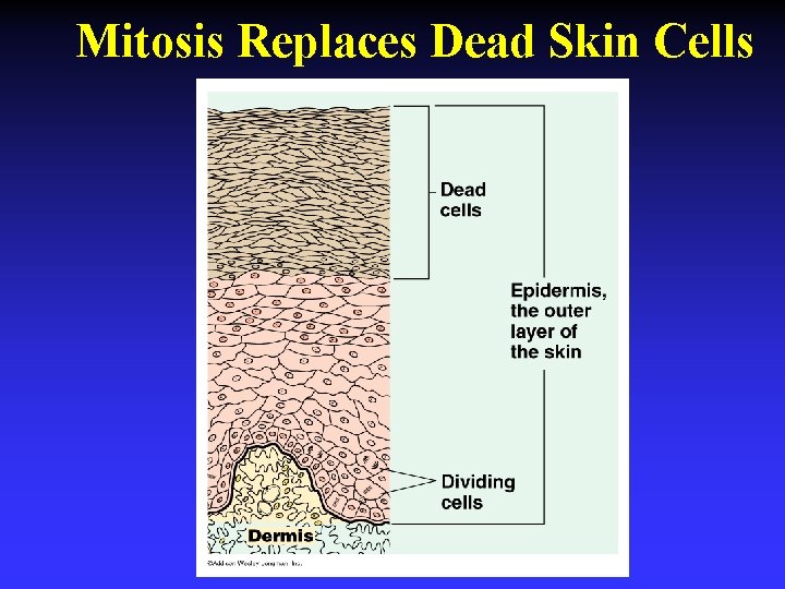 Mitosis Replaces Dead Skin Cells 