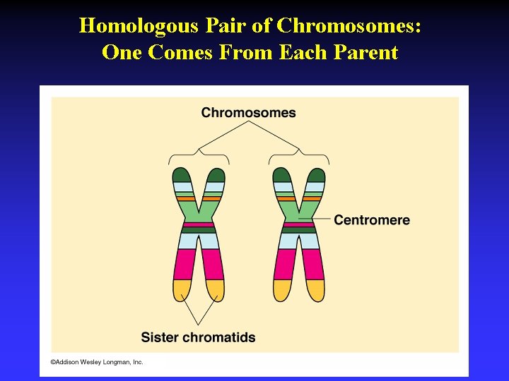 Homologous Pair of Chromosomes: One Comes From Each Parent 