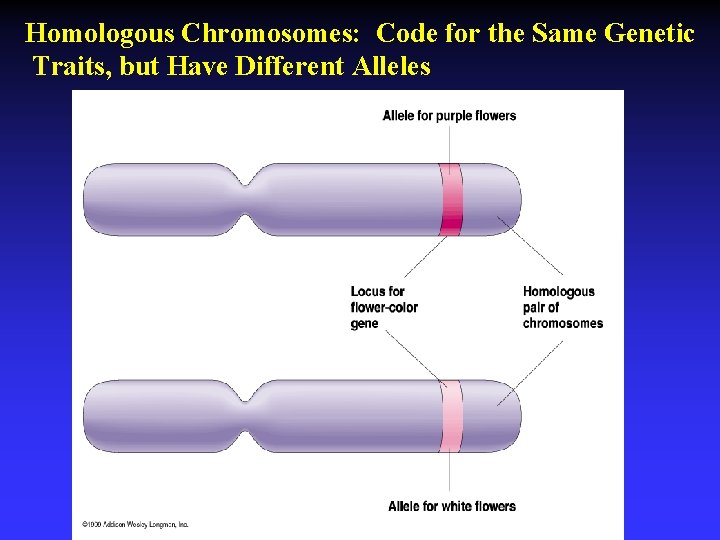 Homologous Chromosomes: Code for the Same Genetic Traits, but Have Different Alleles 