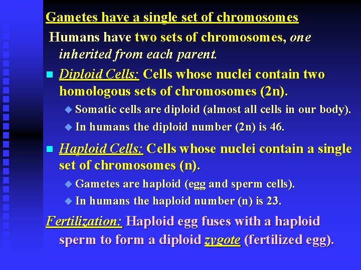 Gametes have a single set of chromosomes Humans have two sets of chromosomes, one