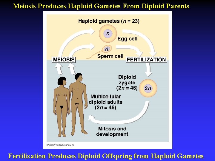 Meiosis Produces Haploid Gametes From Diploid Parents Fertilization Produces Diploid Offspring from Haploid Gametes