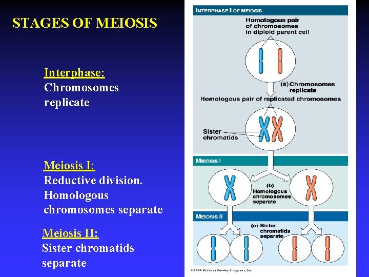 STAGES OF MEIOSIS Interphase: Chromosomes replicate Meiosis I: Reductive division. Homologous chromosomes separate Meiosis