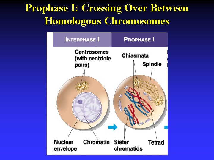 Prophase I: Crossing Over Between Homologous Chromosomes 