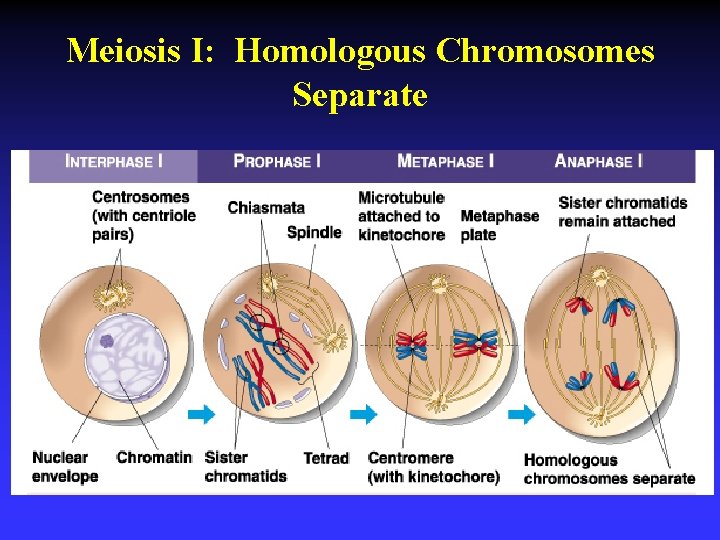 Meiosis I: Homologous Chromosomes Separate 