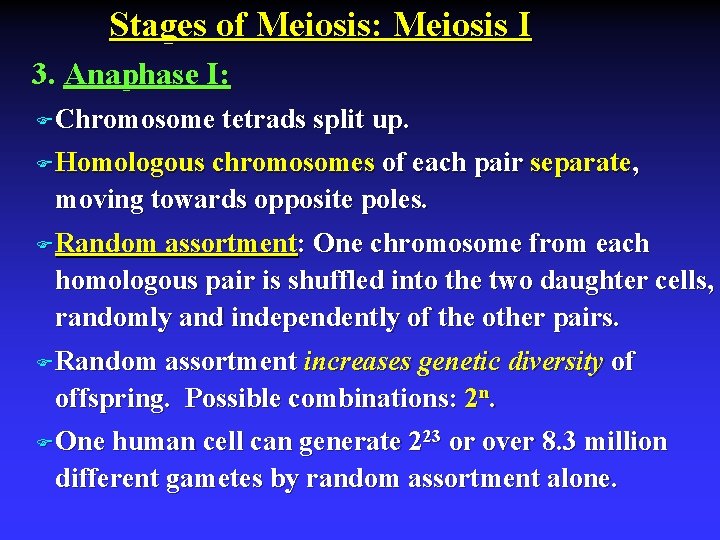 Stages of Meiosis: Meiosis I 3. Anaphase I: F Chromosome tetrads split up. F