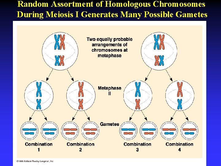 Random Assortment of Homologous Chromosomes During Meiosis I Generates Many Possible Gametes 