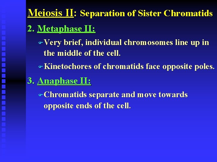 Meiosis II: Separation of Sister Chromatids 2. Metaphase II: F Very brief, individual chromosomes