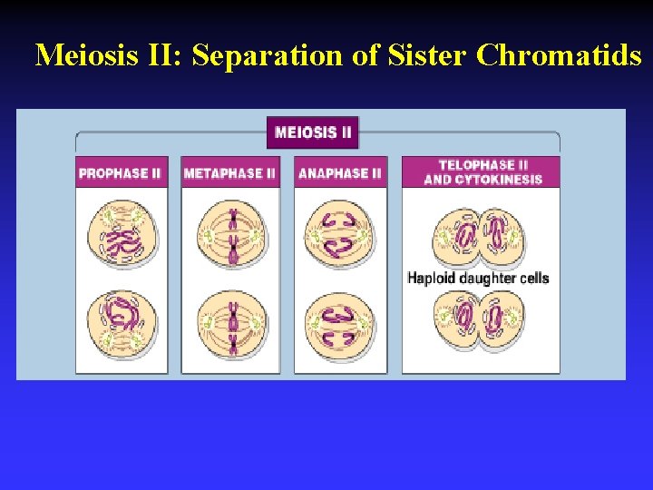Meiosis II: Separation of Sister Chromatids 